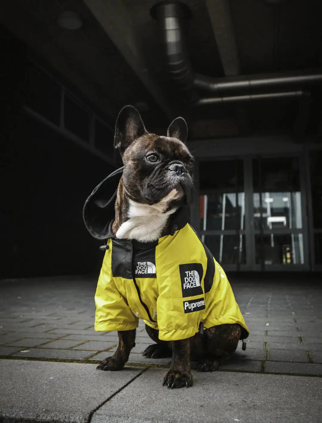 Waterproof Windbreaker Dog Jacket – Hooded Outdoor Raincoat for Dogs