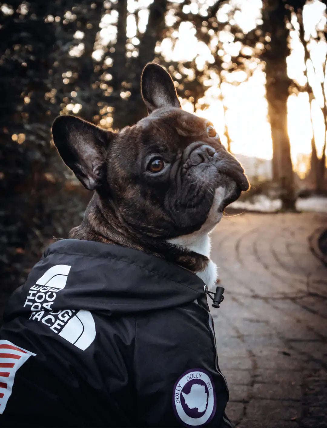 Waterproof Windbreaker Dog Jacket – Hooded Outdoor Raincoat for Dogs